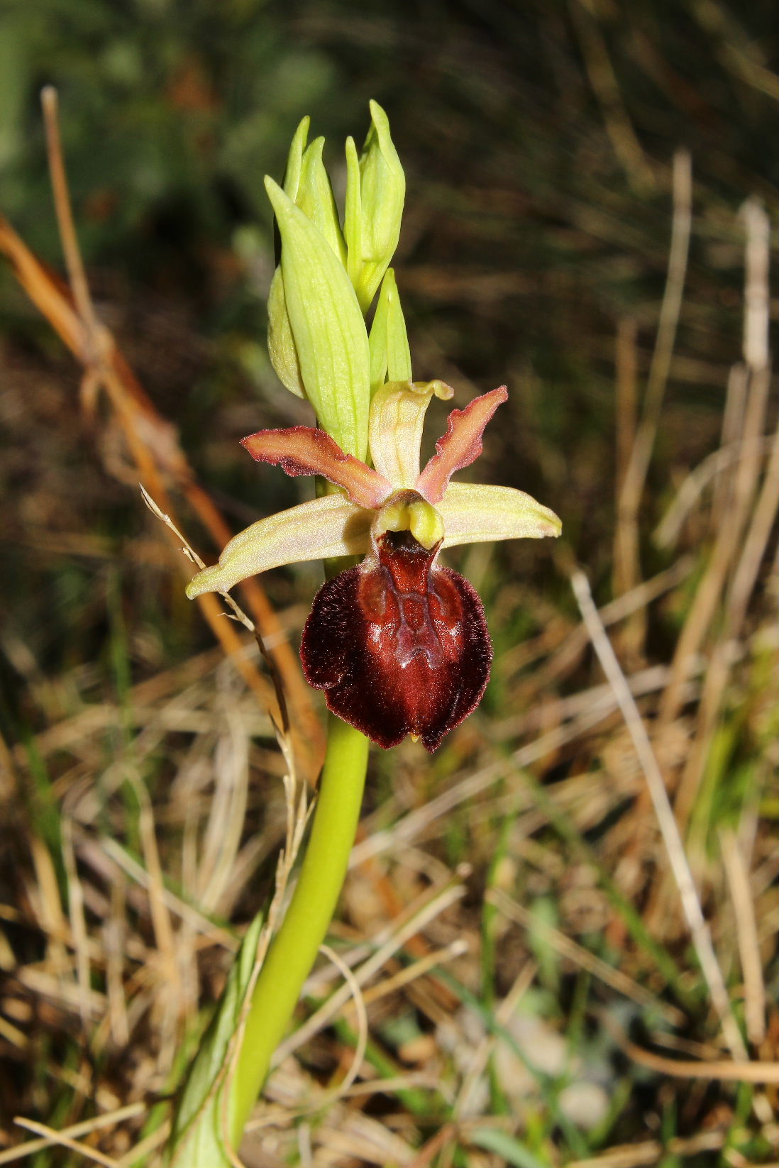 Ophrys arachnitiformis a confronto